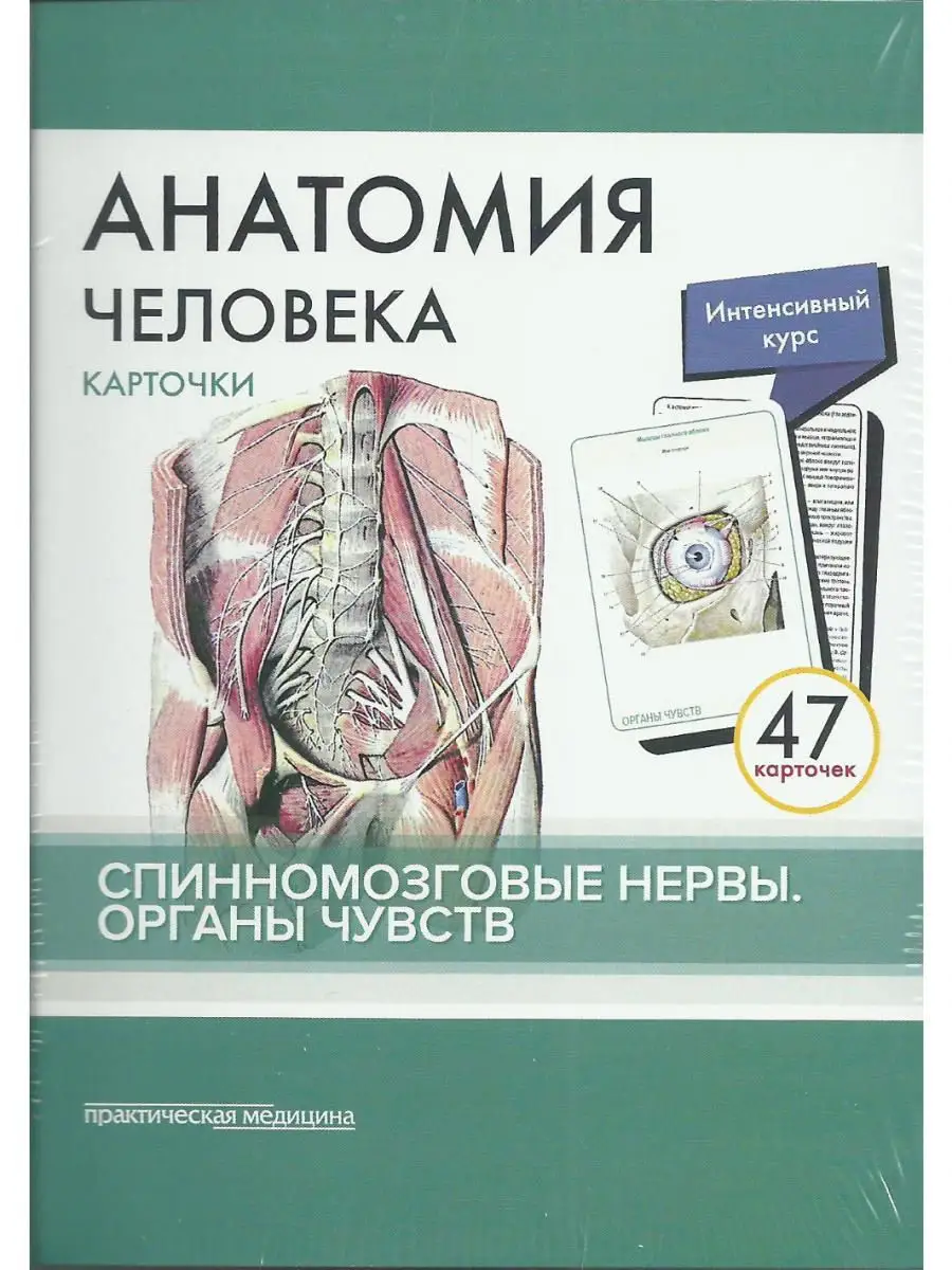 Анатомия человека. Спинномозговые нервы. Практическая медицина 14735084  купить за 458 ₽ в интернет-магазине Wildberries