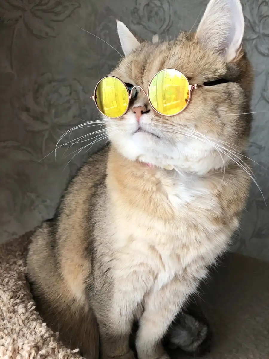 Солнцезащитные очки для кошек и собак аксессуар для животных VideoMart  14766995 купить в интернет-магазине Wildberries