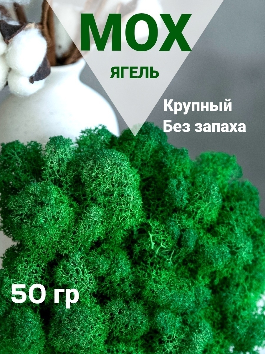 Мох стабилизированный Bloom Showroom 14776196 купить в интернет-магазине  Wildberries