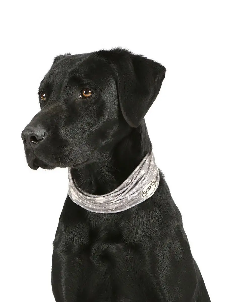 Scruffs 2024 dog collars