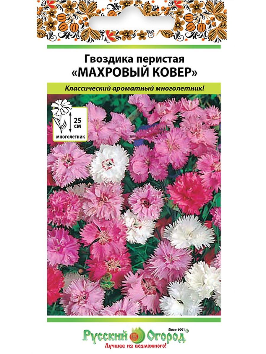 Сказка гвоздик. Гвоздика махровый ковер. Гвоздика перистая махровый ковер отзывы. Сказка про гвоздики.