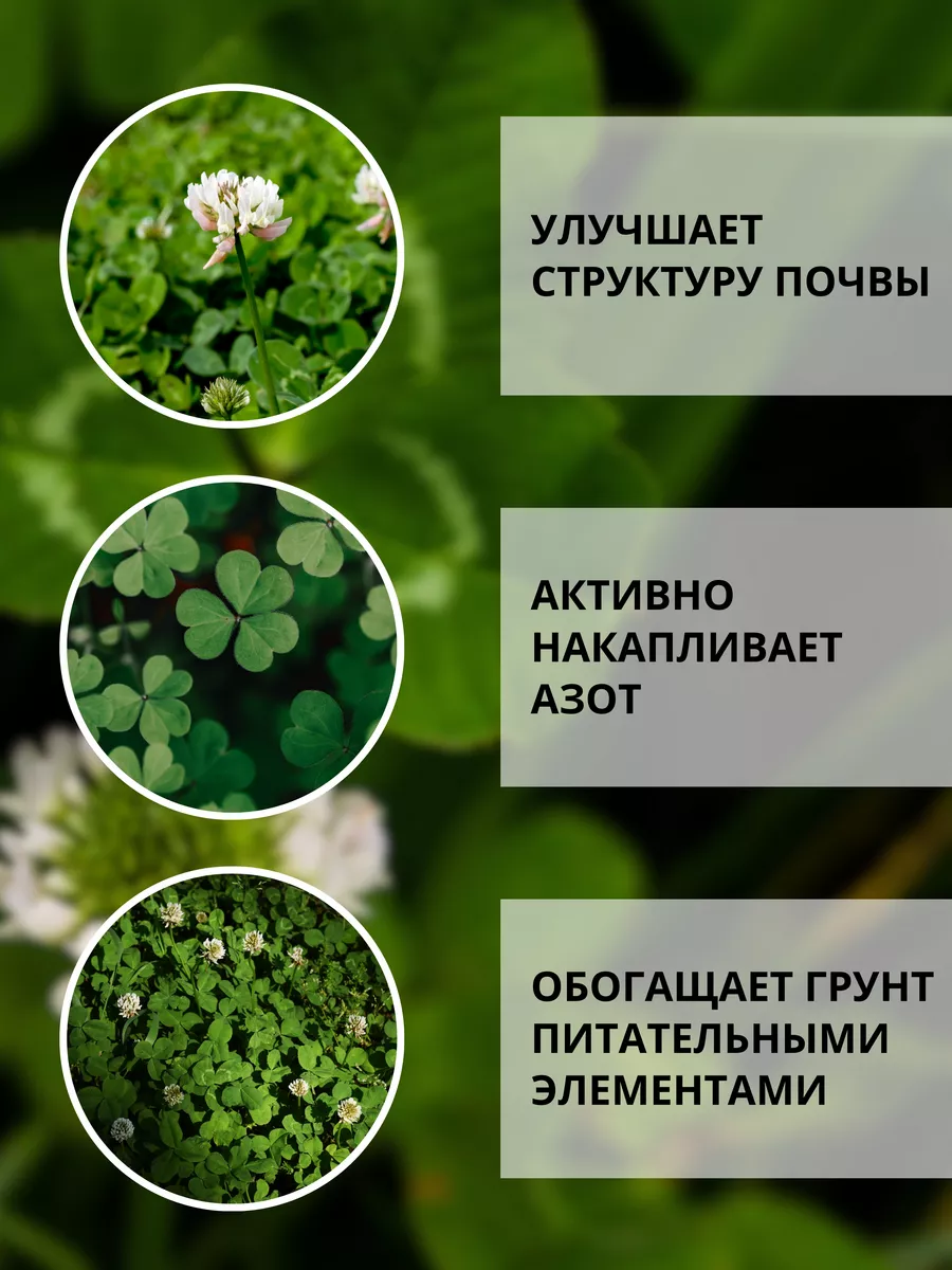 Trifolium hybridum, похожий на клевер, — вид цветкового растения семейства бобовых бобовых.