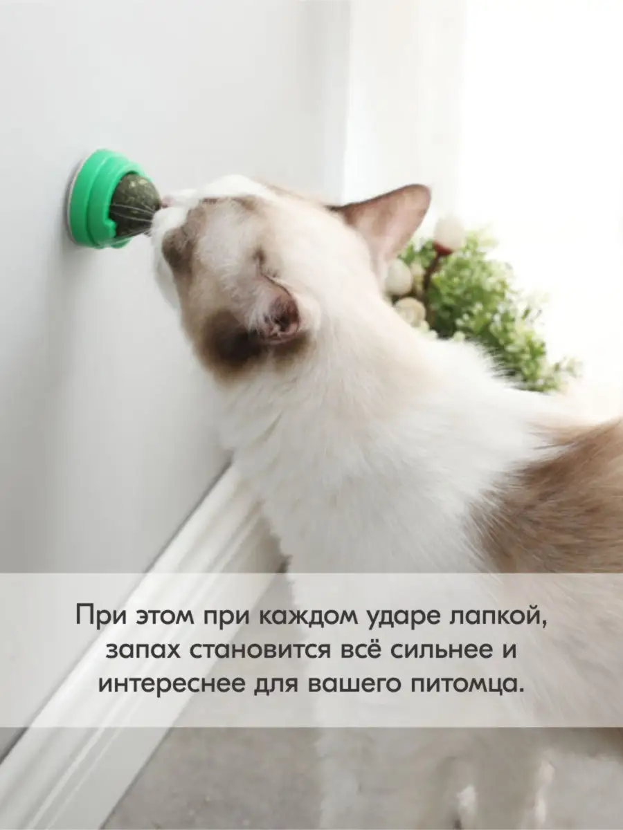 Мятный шарик для кошек 3 см, зеленый Pets & Friends 16348278 купить в  интернет-магазине Wildberries