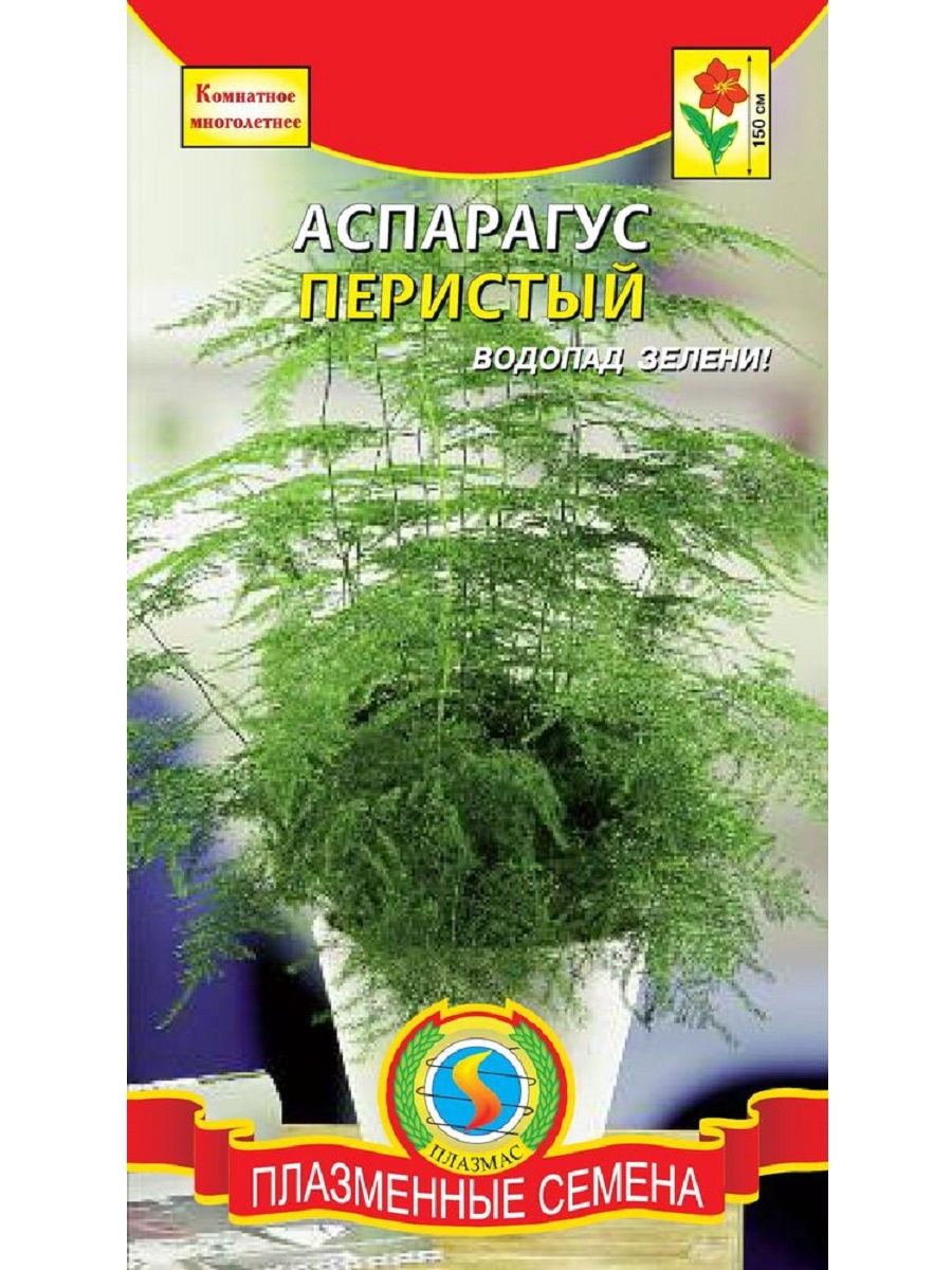 Семена Аспарагус перистый, 3шт Плазменные семена 16430997 купить в  интернет-магазине Wildberries