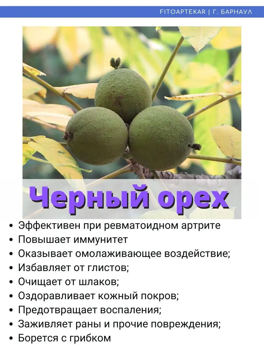 Черный орех, настойка от паразитов 250 мл ФИТО-АПТЕКАРЬ 16680324 купить за  611 ? в интернет-магазине Wildberries