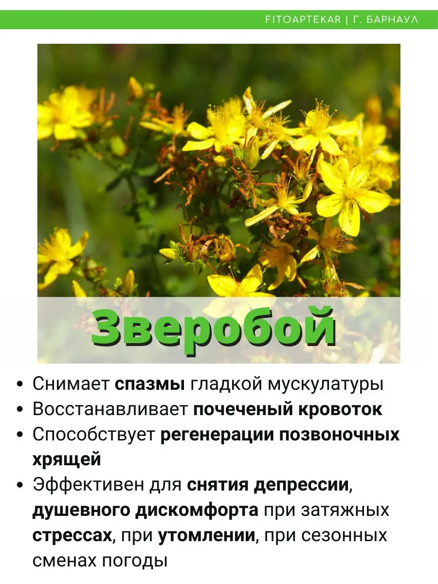 Масло зверобоя, 100 мл ФИТО-АПТЕКАРЬ 16832788 купить за 501 ₽ в  интернет-магазине Wildberries