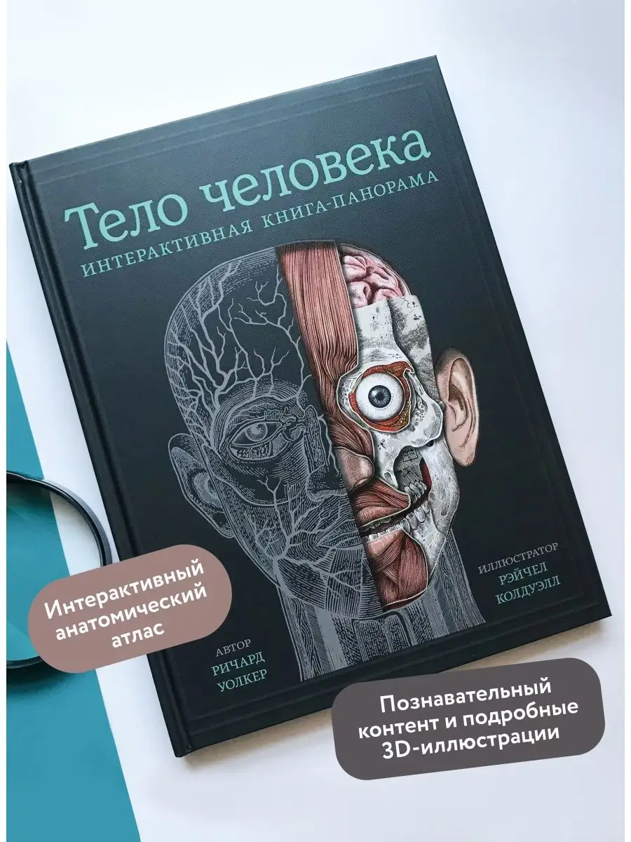 Тело человека. Интерактивная книга-панорама Издательство Манн, Иванов и  Фербер 16957632 купить в интернет-магазине Wildberries