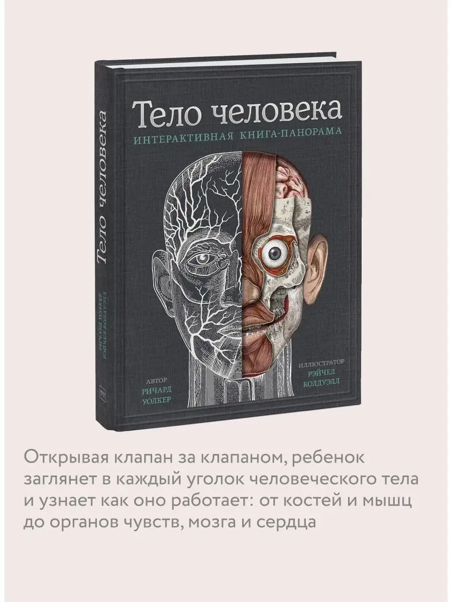 Тело человека. Интерактивная книга-панорама Издательство Манн, Иванов и  Фербер 16957632 купить в интернет-магазине Wildberries