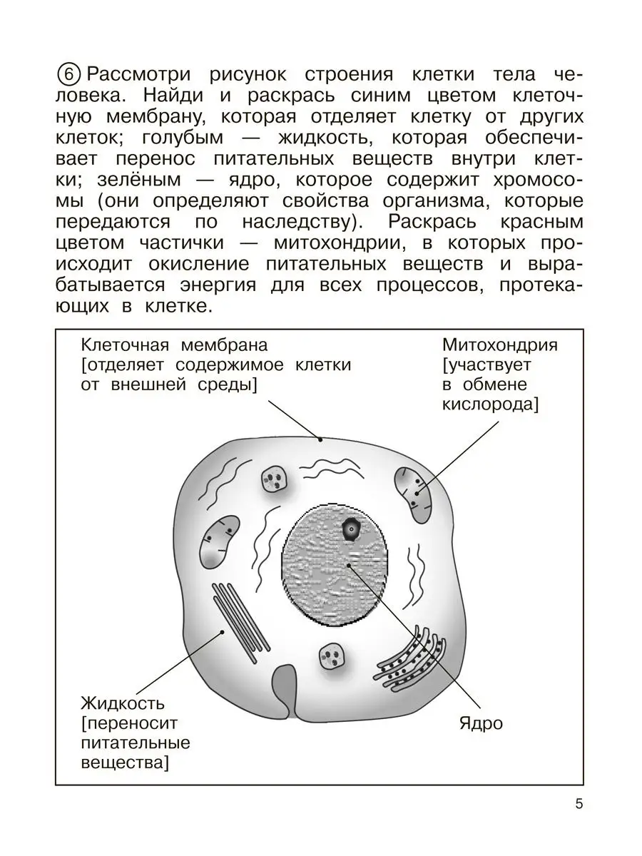 Окружающий мир. 4 класс. Тетрадь для самостоятельной № 2 Издательство  Академкнига/Учебник 17028443 купить в интернет-магазине Wildberries