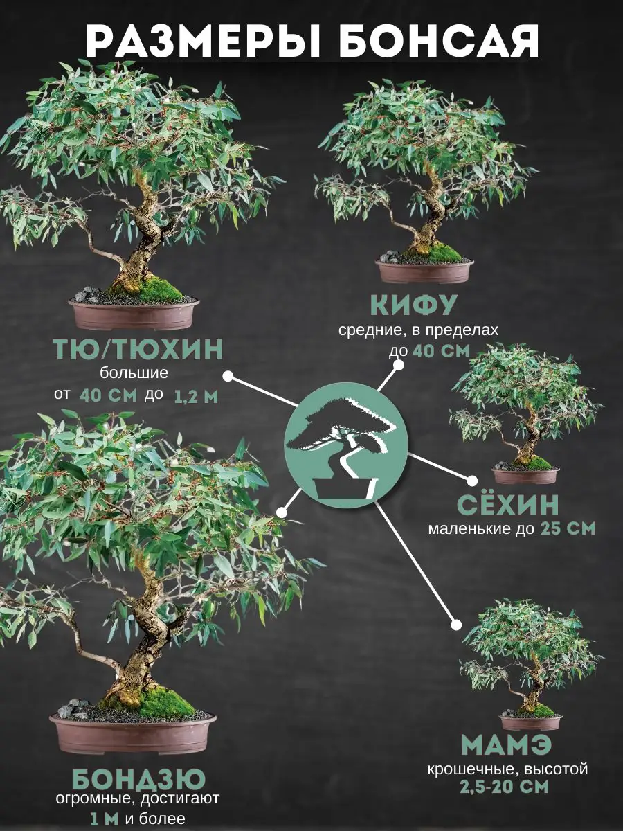 Набор для выращивания растений бонсай 