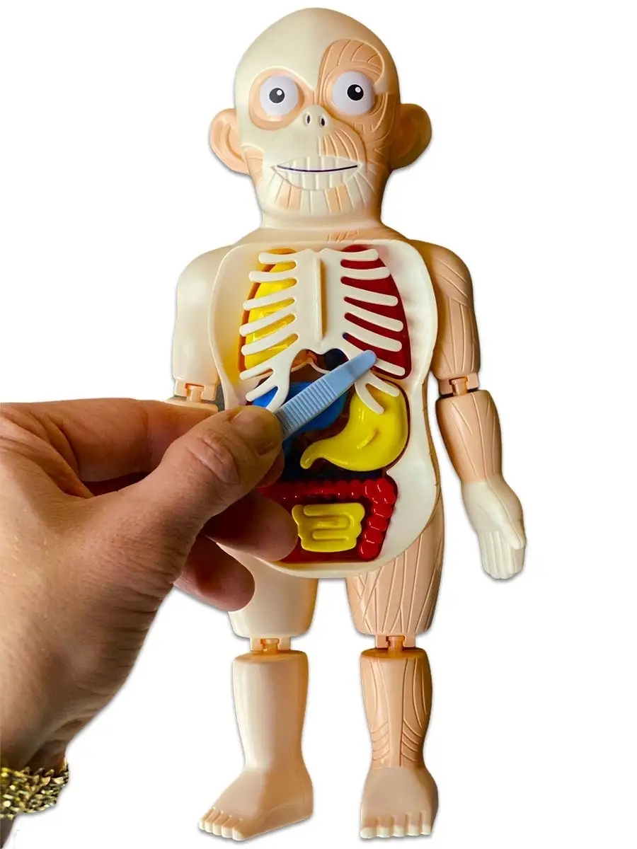 Пластилиновая анатомия. Изучаем строение человека с помощью лепки