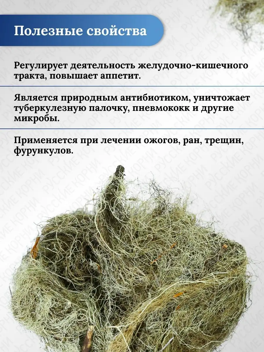 Русские корни Уснея бородатая