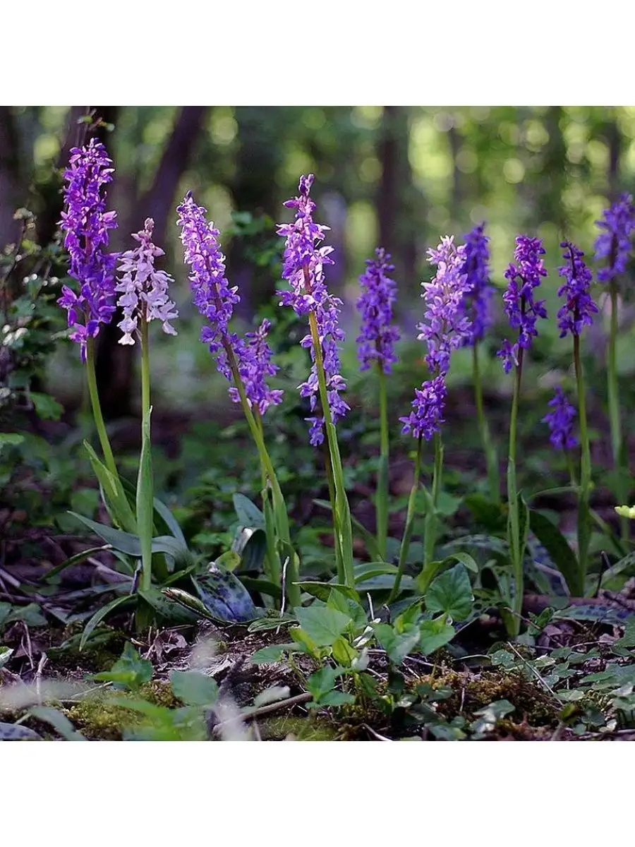 Ятрышник пятнистый (Orchis maculata L.)