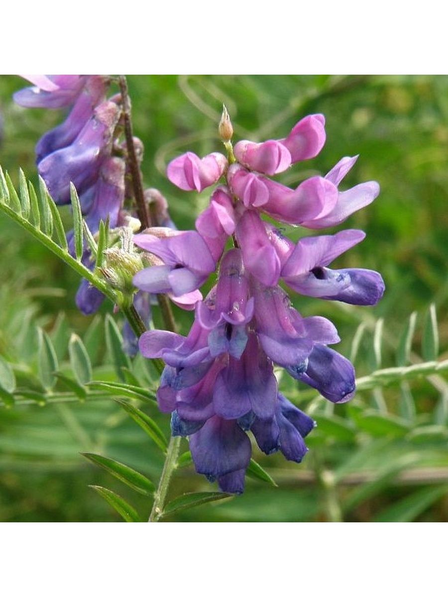 Вика трава фото. Вика мышиный горошек. Горошек мышиный — Vicia cracca l.. Горошек мышиный (Vicia cracca). Вязель мышиный горошек.