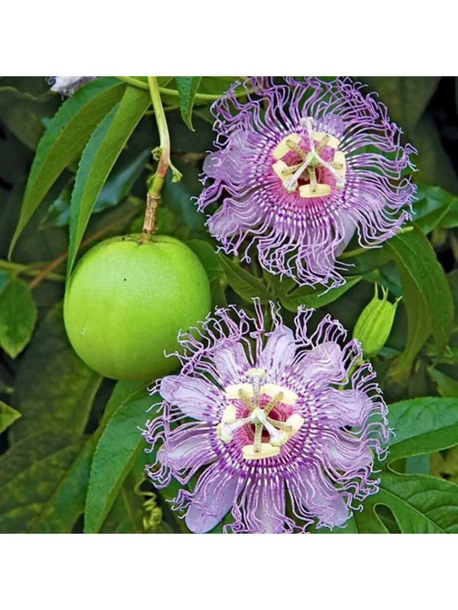 Маракуйя посадить. Цветок пассифлора из семян. Пассифлора четырехгранная гигантская гранадилла. Маракуйя зеленая. Маракуйя косточки.