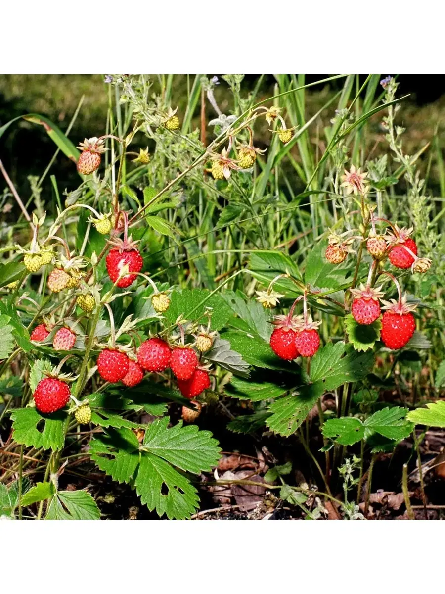 Семена Земляника лесная (30 шт) Орешка 18237083 купить за 320 ₽ в  интернет-магазине Wildberries