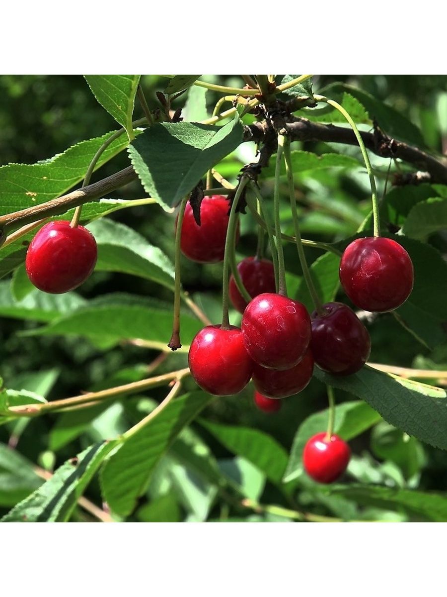 Дикая черешня фото. Вишня обыкновенная Cerasus vulgaris. Prunus Cerasus вишня обыкновенная. Вишня обыкновенная Лебедянская.