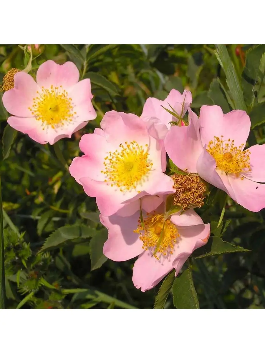 Цветущий шиповник собачий (роза собачья, роза канина) (Rosa canina L.)