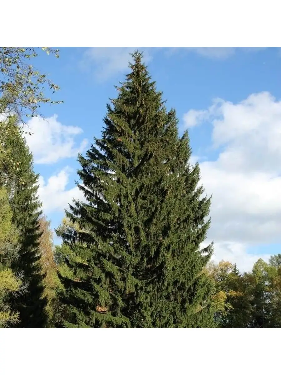 Итер ели. Ель европейская Picea Abies. Ель обыкновенная (европейская) – Picea Abies. Ель Сибирская Picea obovata. Ель обыкновенная (Pícea Ábies).