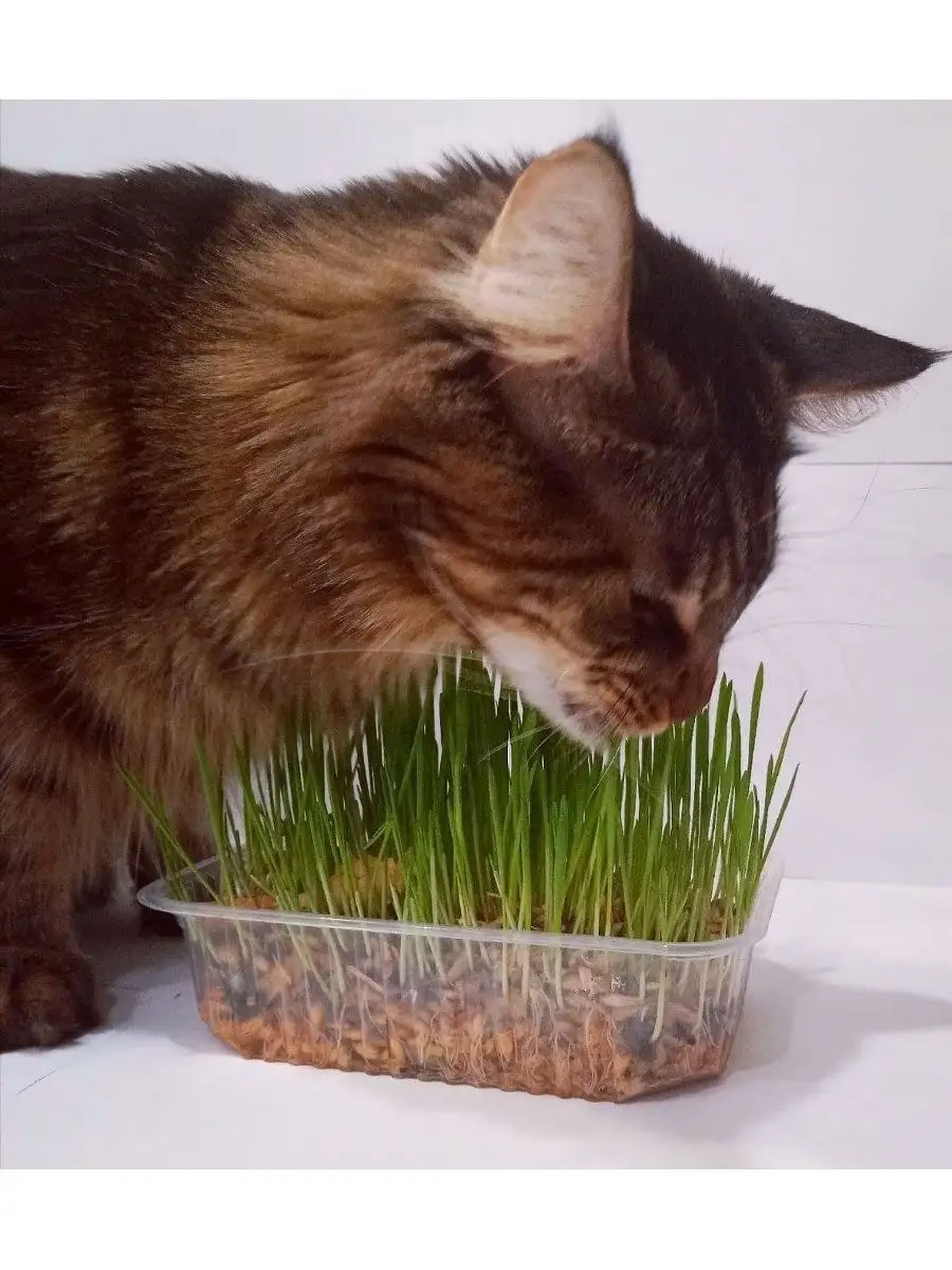 Трава для кошек Трава для животных (кошек, собак, птиц, грызунов). Набор  для выращивания травы