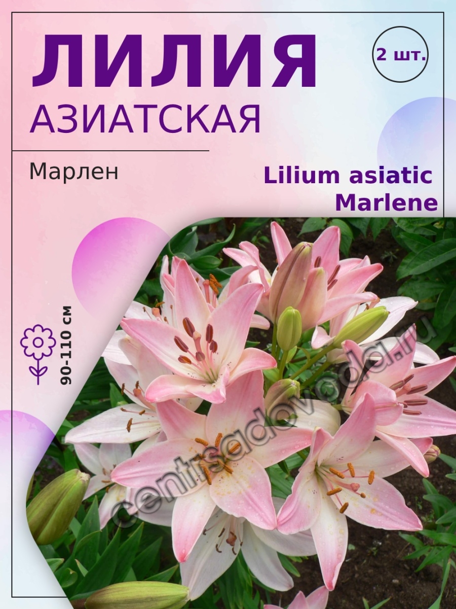 Лилия азиатская Марлен 2шт Агрохолдинг Поиск 18979039 купить в  интернет-магазине Wildberries