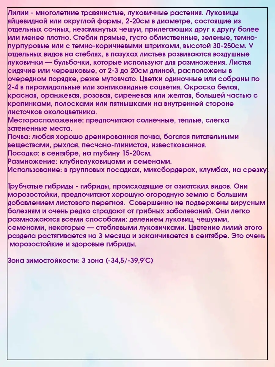 Лилия Трубчатая Расти Планет 2 шт Агрохолдинг Поиск 18979084 купить в  интернет-магазине Wildberries