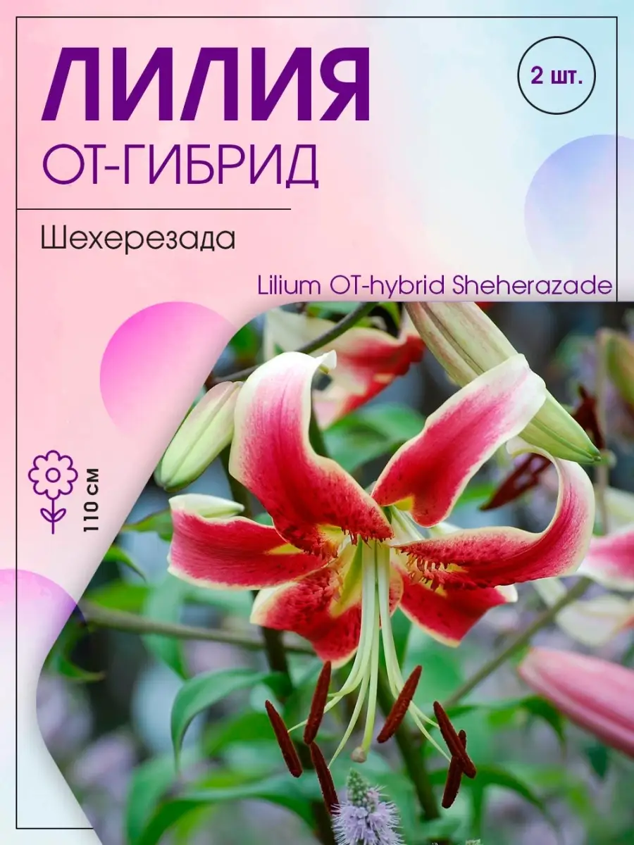 Лилия ОТ-гибрид Шехерезада, 2 шт Агрохолдинг Поиск 18979090 купить в  интернет-магазине Wildberries