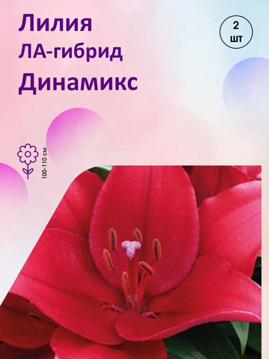 Лилия ЛА-гибрид Динамикс 2 шт Агрохолдинг Поиск 18979109 купить в  интернет-магазине Wildberries