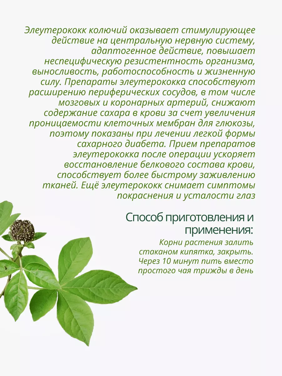 Элеутерококк колючий корень 40 г Лекрасэт 19052018 купить за 176 ₽ в  интернет-магазине Wildberries