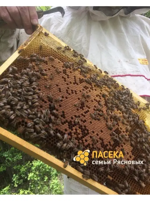 Пасека Семьи Рясновых Перга пчелиная СВЕЖАЯ, пчелиные витамины, вариант, фото 8