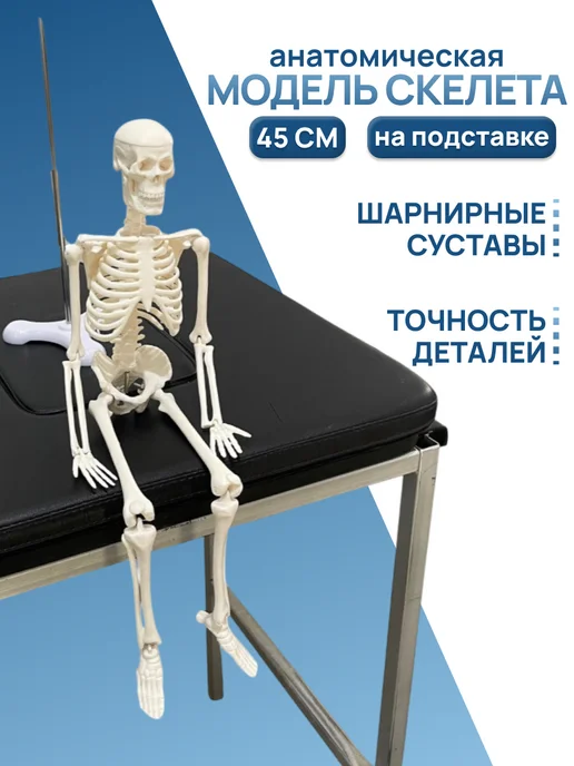 Медтехно Анатомическая модель скелета 45 см на подставке, вариант
