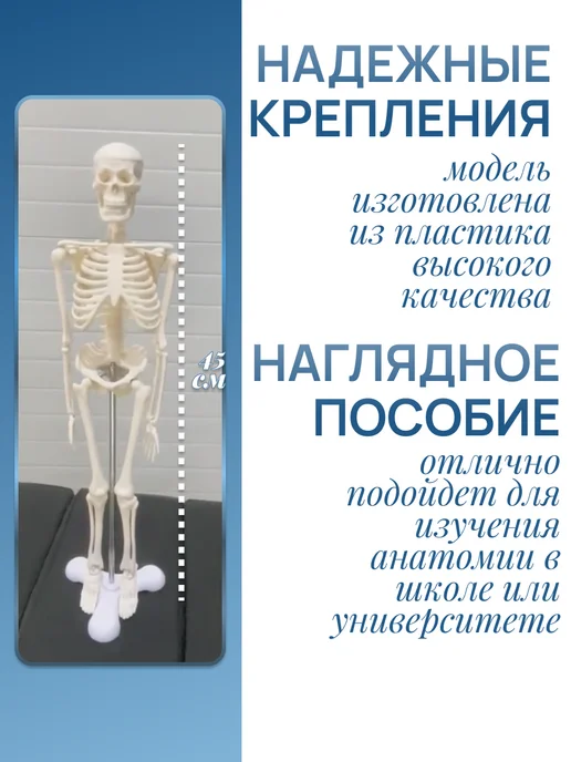 Медтехно Анатомическая модель скелета 45 см на подставке, вариант, фото 2