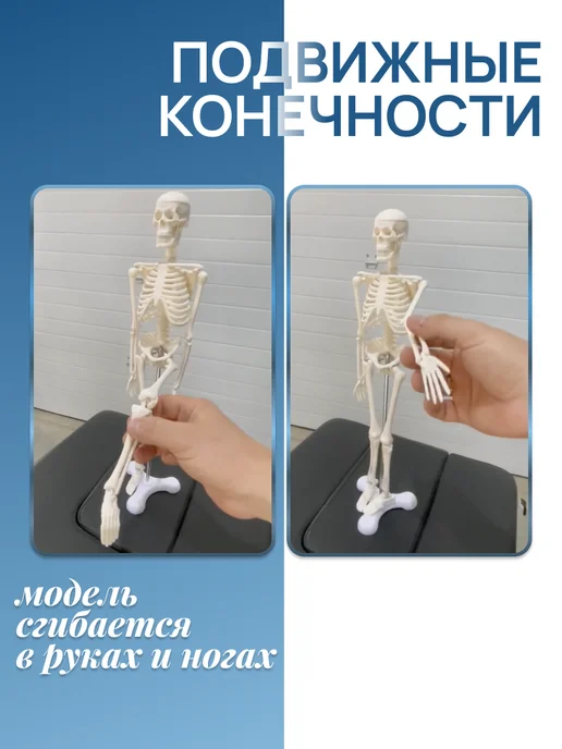 Медтехно Анатомическая модель скелета 45 см на подставке, вариант, фото 3