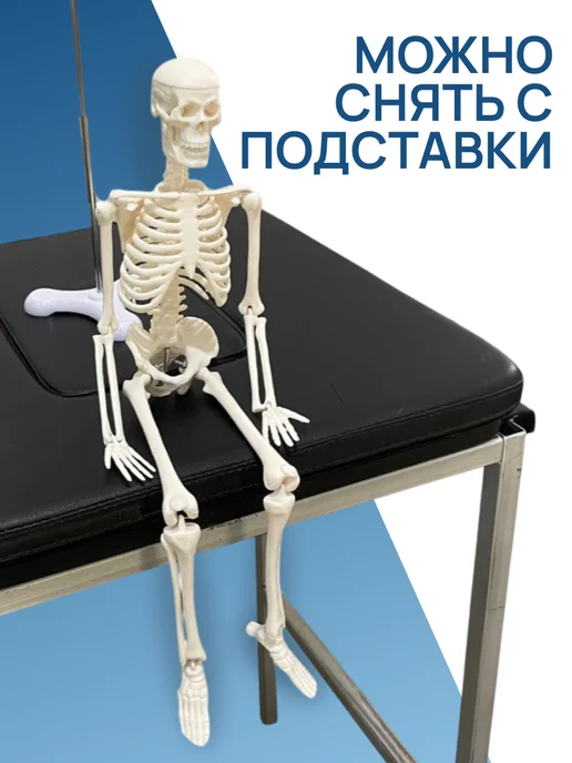Медтехно Анатомическая модель скелета 45 см на подставке, вариант, фото 4