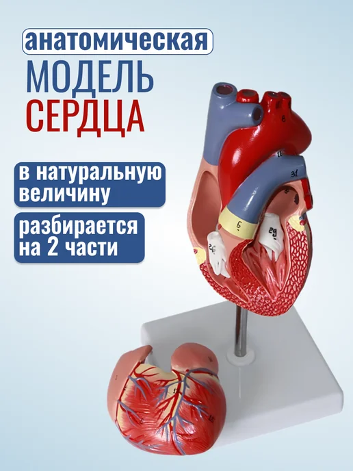 Retorsa Анатомическая модель сердца разборная, Retorsa сердца разборная