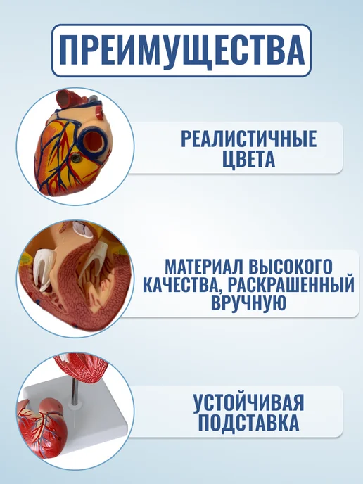 Retorsa Анатомическая модель сердца разборная, Retorsa сердца разборная, фото 2