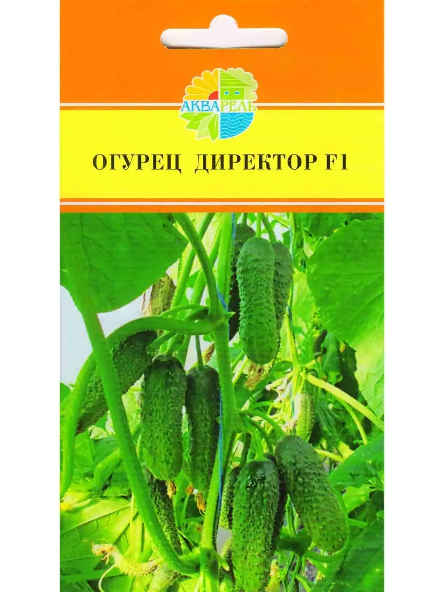 Семена огурцы директор. Огурец партенокарпический директор f1. Огурец директор семко. Огурец паратунка f1 семко. Семена огурцы директор.