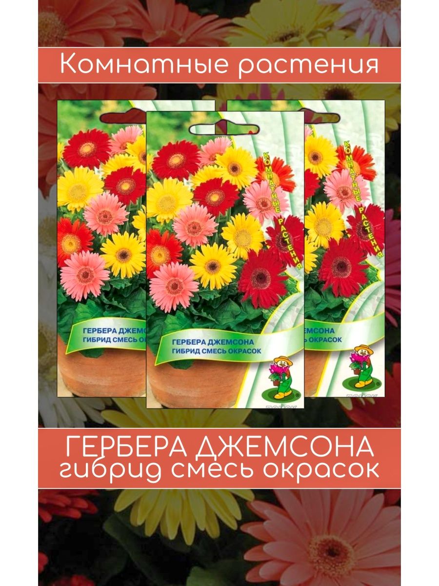 Гербера Джемсона смесь. Гербера Джемсона. Гербера Джемсона гибрид смесь фото. Гербера Джемсона гибрид смесь окрасок выращивание из семян.