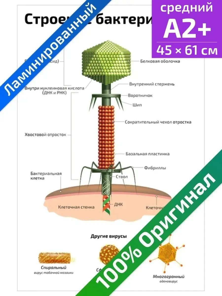 Строение и анатомия бактериофага плакат по биологии 45х61см Квинг 22075266  купить за 435 ₽ в интернет-магазине Wildberries