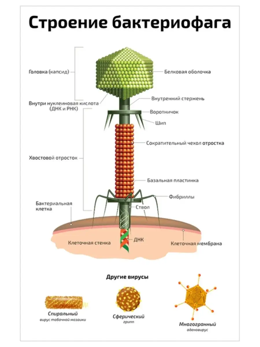 Строение и анатомия бактериофага плакат по биологии 45х61см Квинг 22075266  купить за 462 ₽ в интернет-магазине Wildberries