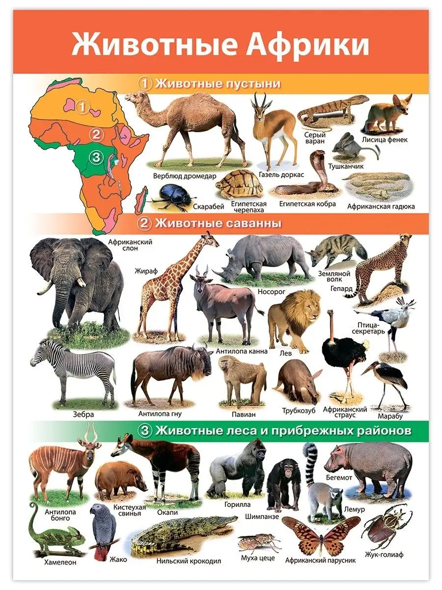 Комплект из 8 плакатов. Животные мира Дрофа-Медиа 22938008 купить в  интернет-магазине Wildberries