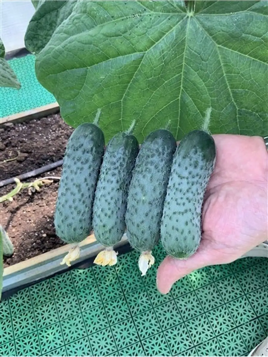 Огурец f1 мадрилене. Огурец f1 мадрилене. Мадрилене f1. Огурцы семена мадрилен. Огурец мадрилене семена.