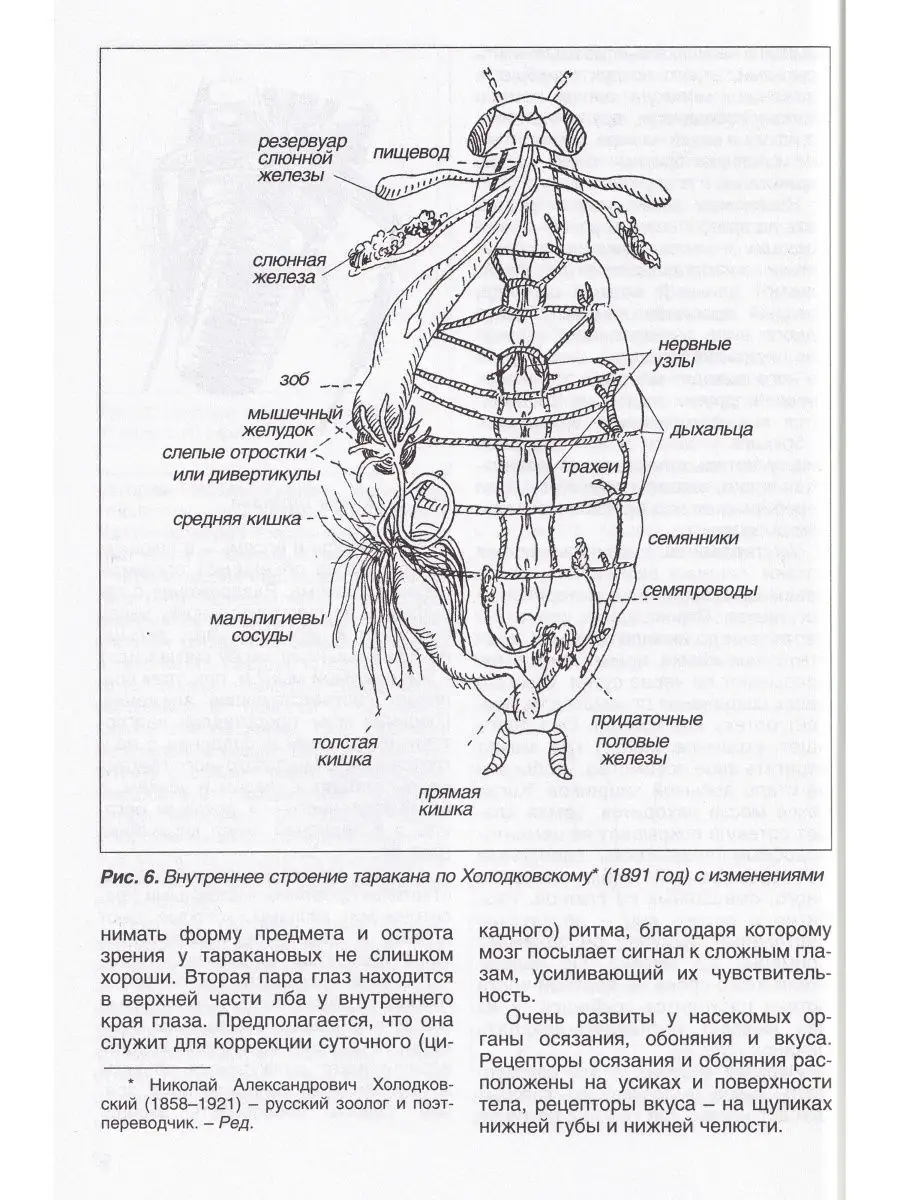 Тараканы, богомолы, палочники. Уход и содержание Профиздат 23813231 купить  в интернет-магазине Wildberries