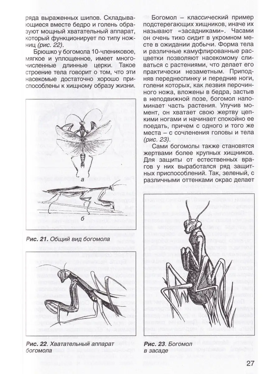 Тараканы, богомолы, палочники. Уход и содержание Профиздат 23813231 купить в  интернет-магазине Wildberries