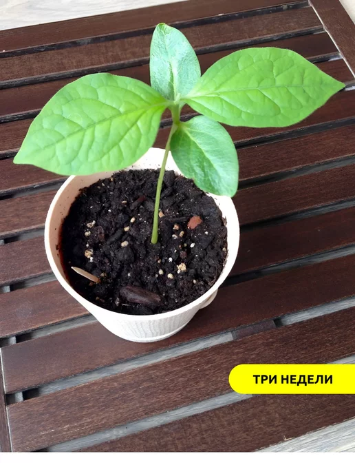 magicme Набор для выращивания Экокуб Перчик Жгучий, вариант, фото 5