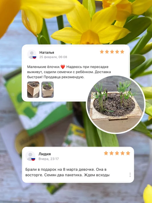 magicme Набор для выращивания Экокуб Голубая Ель, голубой, фото 8