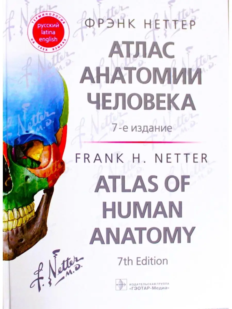 Атлас анатомии человека. Терминология ГЭОТАР-Медиа 25545313 купить в  интернет-магазине Wildberries