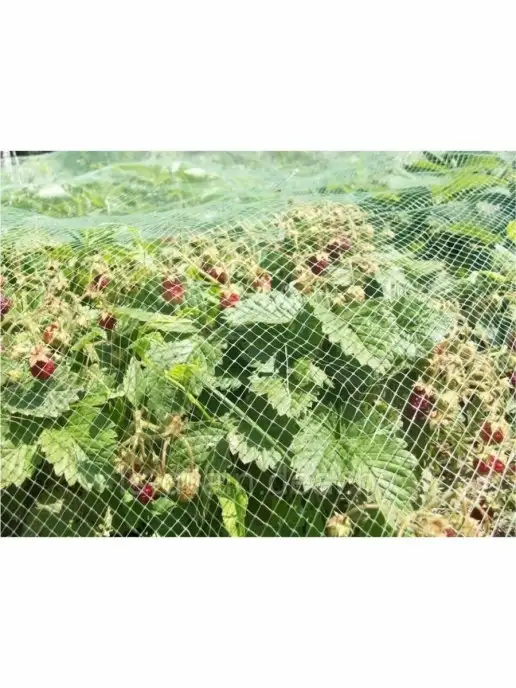 Мегапласт Сетка для защиты растений от птиц 2 х 5 м, 2x5 м, фото 4