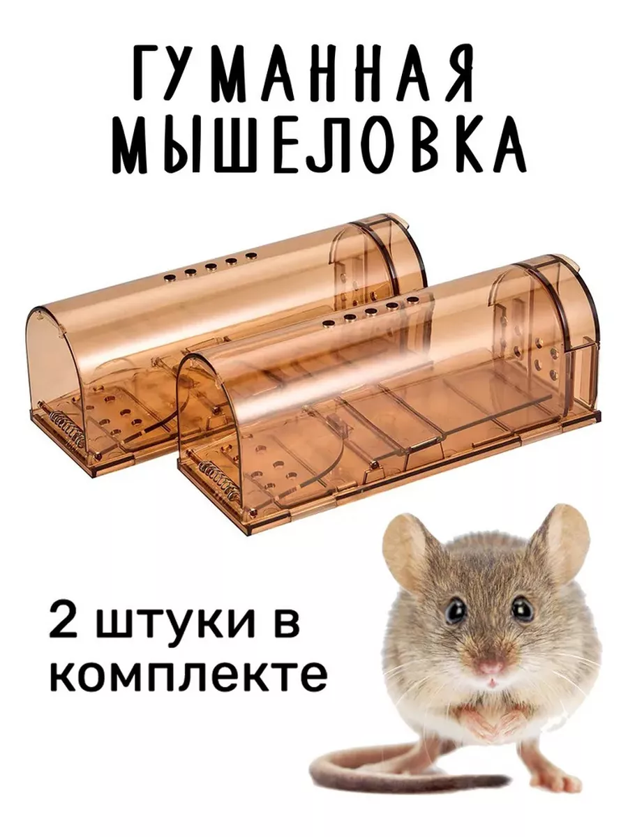 Как самостоятельно поймать мышь в доме — простые способы для каждого. Фото — Ботаничка