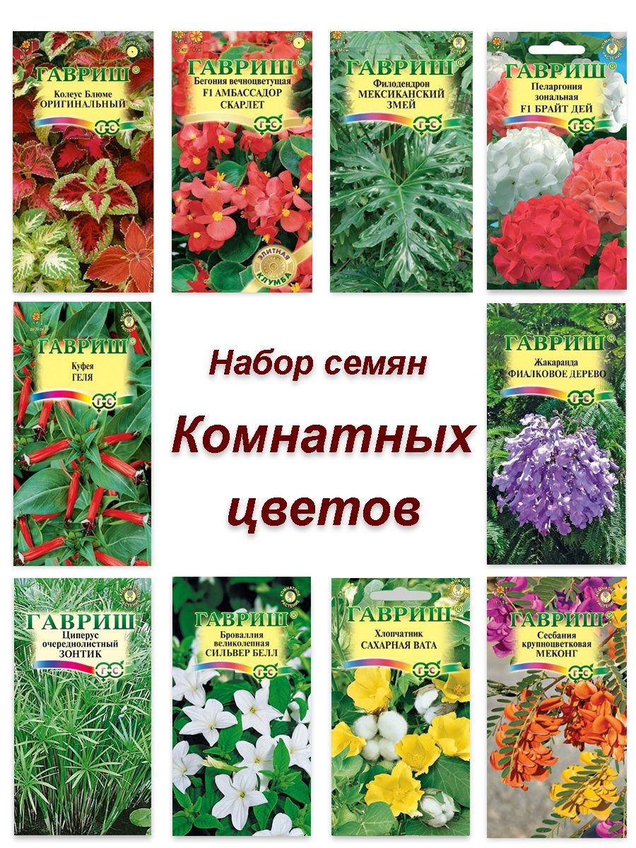 Семена комнатных цветов Броваллия и Герань, бегония и др Гавриш 25874897  купить в интернет-магазине Wildberries